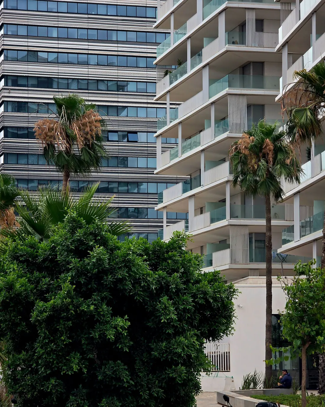 Immeubles modernes et palmiers à Casablanca